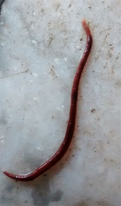Origin Mainland China. . Local red worms